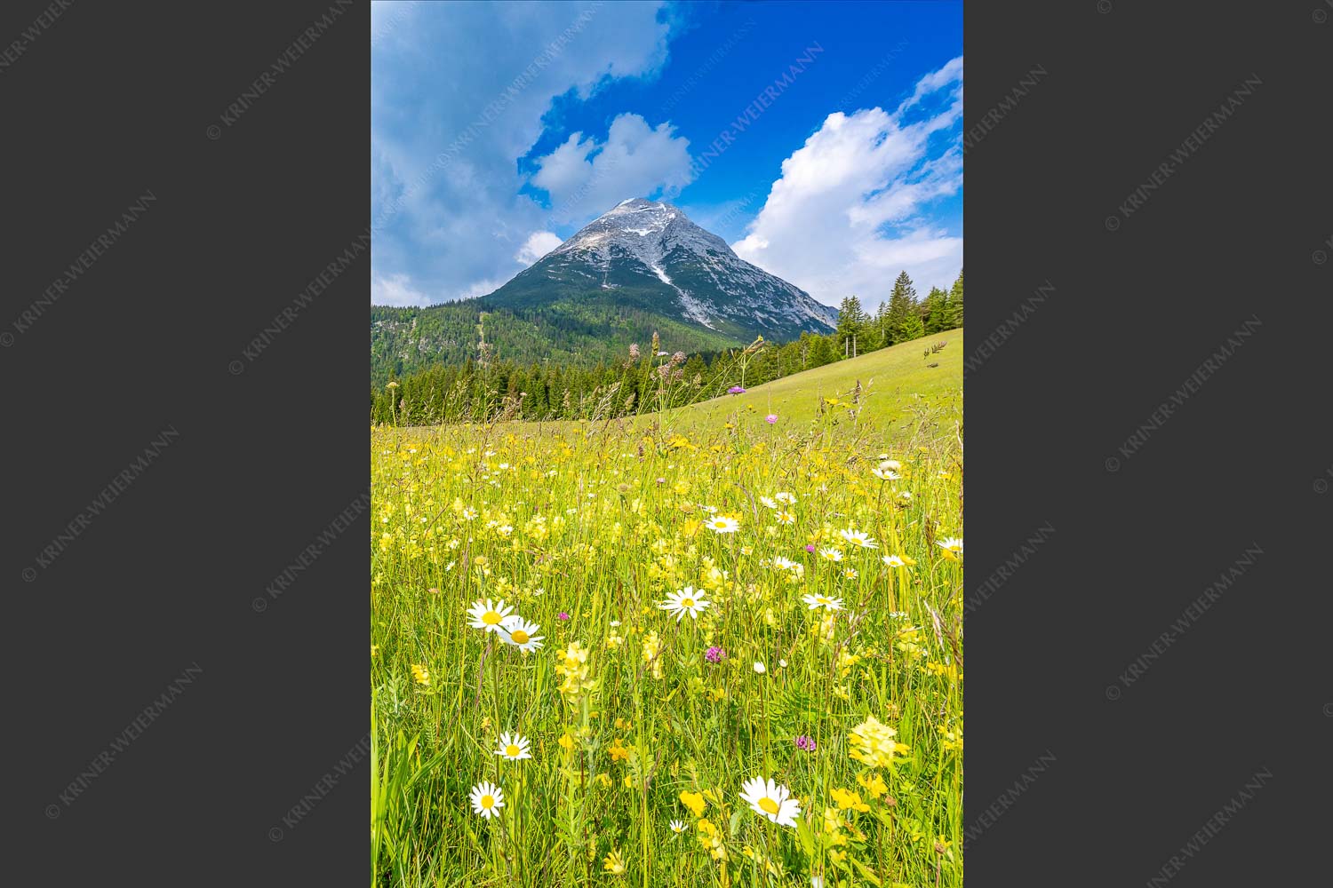 Satte Blumenwiese in Leutasch vor Hoher Munde in den Mieminger Bergen - Blumenwiese vor Hoher Munde 2:3  -- Leutasch - mehr Infos bei www.Kriner-Weiermann.de