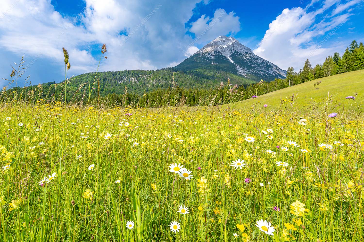 Satte Blumenwiese in Leutasch vor Hoher Munde in den Mieminger Bergen - Blumenwiese vor Hoher Munde 3:2  -- Leutasch - mehr Infos bei www.Kriner-Weiermann.de