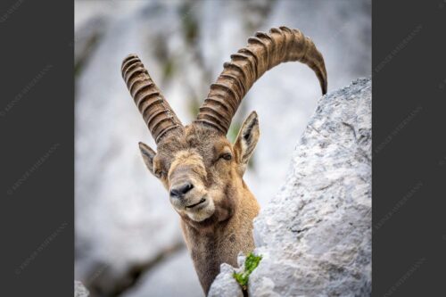 Alter Steinbock im Karwendelgebirge - Chef 1:1  -- Steinbock im Karwendel - mehr Infos bei www.Kriner-Weiermann.de