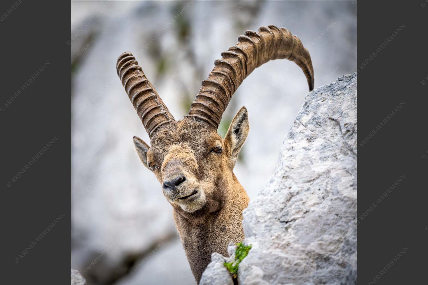 Alter Steinbock im Karwendelgebirge - Chef 1:1  -- Steinbock im Karwendel - mehr Infos bei www.Kriner-Weiermann.de