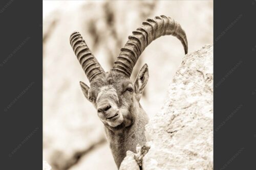 Alter Steinbock im Karwendelgebirge - Chef 1:1 sepia -- Steinbock im Karwendel - mehr Infos bei www.Kriner-Weiermann.de