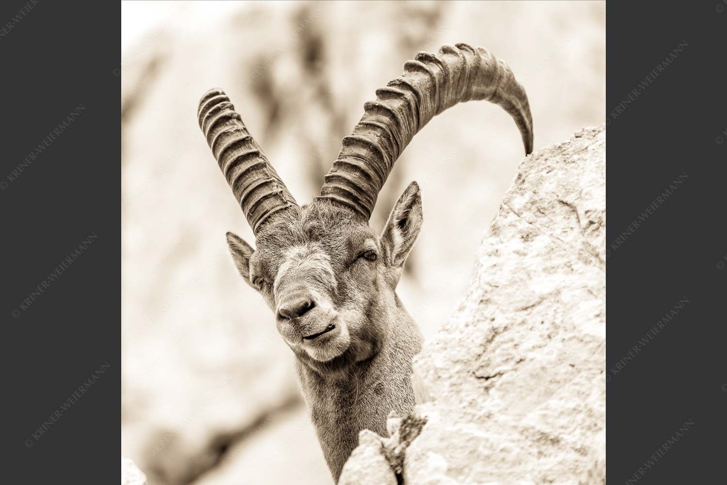 Alter Steinbock im Karwendelgebirge - Chef 1:1 sepia -- Steinbock im Karwendel - mehr Infos bei www.Kriner-Weiermann.de