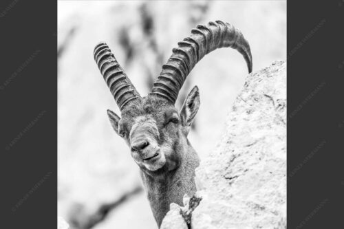 Alter Steinbock im Karwendelgebirge - Chef 1:1 sw -- Steinbock im Karwendel - mehr Infos bei www.Kriner-Weiermann.de