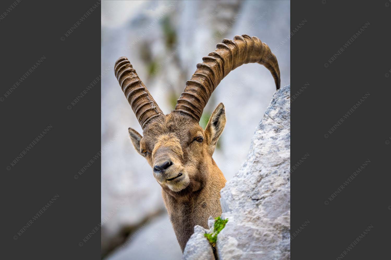 Alter Steinbock im Karwendelgebirge - Chef 2:3  -- Steinbock im Karwendel - mehr Infos bei www.Kriner-Weiermann.de