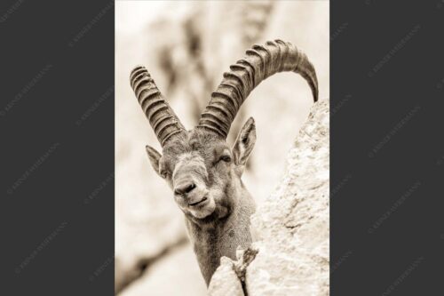 Alter Steinbock im Karwendelgebirge - Chef 2:3 sepia -- Steinbock im Karwendel - mehr Infos bei www.Kriner-Weiermann.de