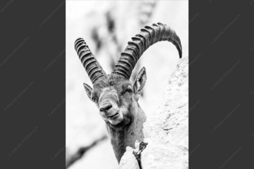 Alter Steinbock im Karwendelgebirge - Chef 2:3 sw -- Steinbock im Karwendel - mehr Infos bei www.Kriner-Weiermann.de