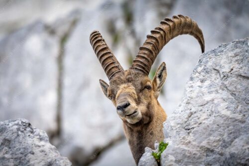Alter Steinbock im Karwendelgebirge - Chef 3:2  -- Steinbock im Karwendel - mehr Infos bei www.Kriner-Weiermann.de