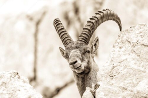 Alter Steinbock im Karwendelgebirge - Chef 3:2 sepia -- Steinbock im Karwendel - mehr Infos bei www.Kriner-Weiermann.de