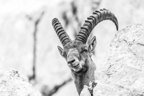 Alter Steinbock im Karwendelgebirge - Chef 3:2 sw -- Steinbock im Karwendel - mehr Infos bei www.Kriner-Weiermann.de