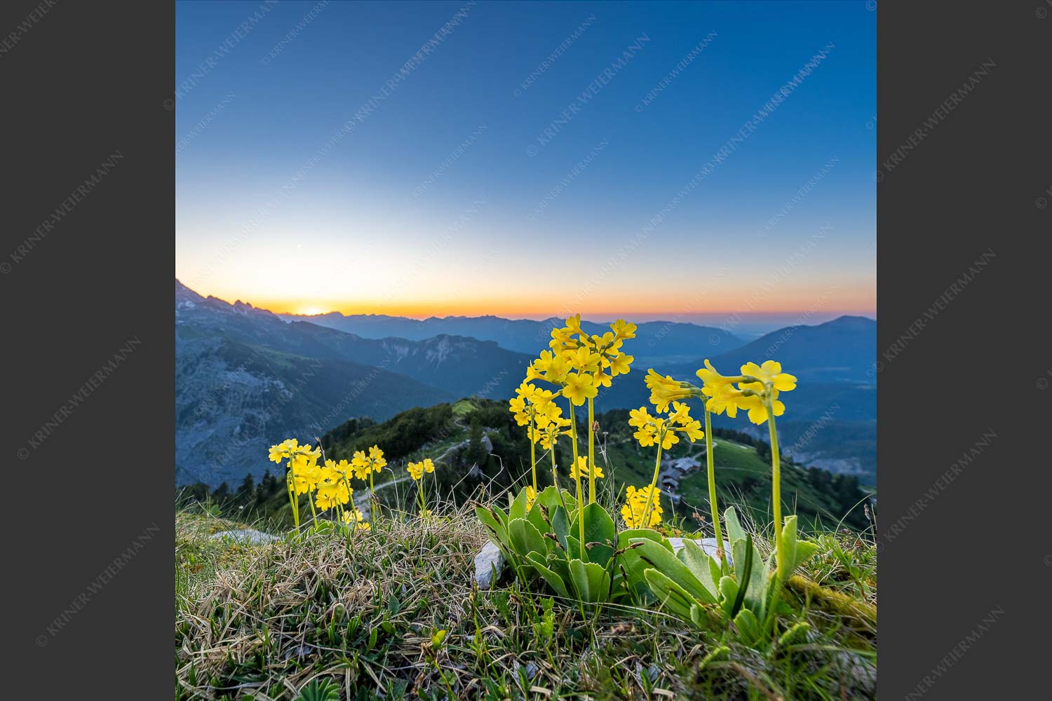 Aurikel am Schachen im Wettersteingebirge nach Sonnenuntergang - Das Leuchten bleibt 1:1  -- Blumen am Schachen - mehr Infos bei www.Kriner-Weiermann.de