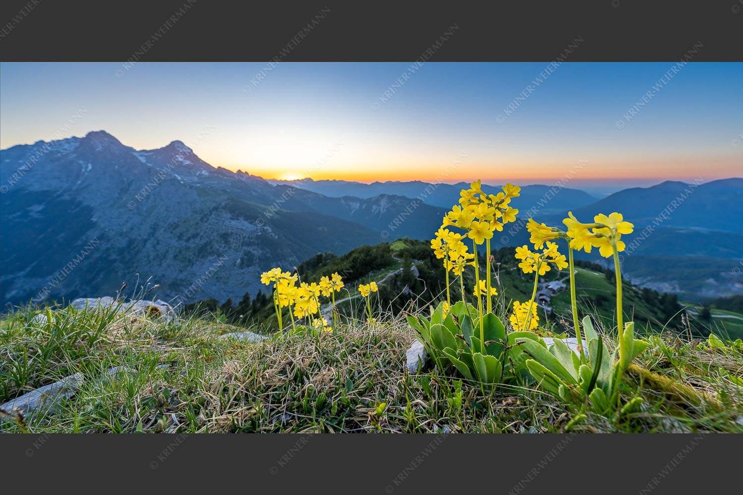Aurikel am Schachen im Wettersteingebirge nach Sonnenuntergang - Das Leuchten bleibt 2:1  -- Blumen am Schachen - mehr Infos bei www.Kriner-Weiermann.de