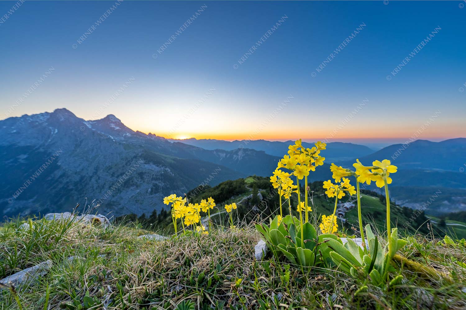 Aurikel am Schachen im Wettersteingebirge nach Sonnenuntergang - Das Leuchten bleibt 3:2  -- Blumen am Schachen - mehr Infos bei www.Kriner-Weiermann.de