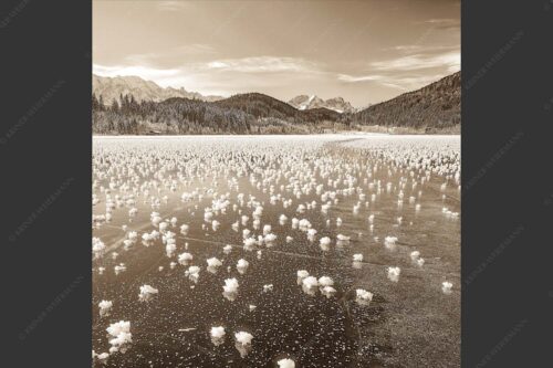 Eisblumen am Barmsee mit Blick zum Wettersteingebirge mit Zugspitzmassiv - Eisrosen 1:1 sepia -- Eiskristalle auf Barmsee - mehr Infos bei www.Kriner-Weiermann.de