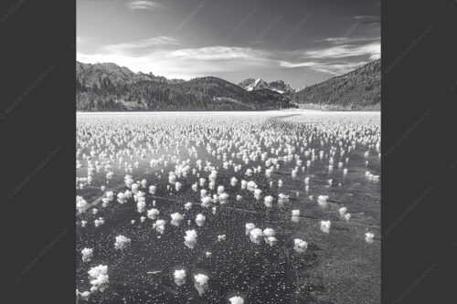 Eisblumen am Barmsee mit Blick zum Wettersteingebirge mit Zugspitzmassiv - Eisrosen 1:1 sw -- Eiskristalle auf Barmsee - mehr Infos bei www.Kriner-Weiermann.de