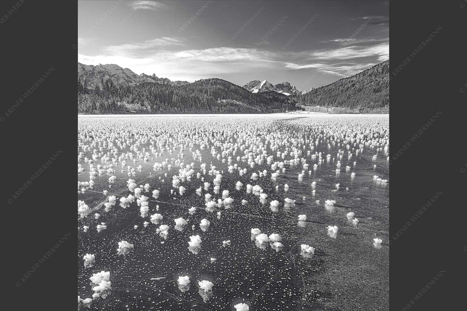 Eisblumen am Barmsee mit Blick zum Wettersteingebirge mit Zugspitzmassiv - Eisrosen 1:1 sw -- Eiskristalle auf Barmsee - mehr Infos bei www.Kriner-Weiermann.de