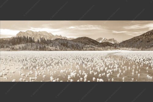 Eisblumen am Barmsee mit Blick zum Wettersteingebirge mit Zugspitzmassiv - Eisrosen 2,5:1 sepia -- Eiskristalle auf Barmsee - mehr Infos bei www.Kriner-Weiermann.de