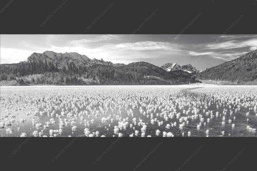 Eisblumen am Barmsee mit Blick zum Wettersteingebirge mit Zugspitzmassiv - Eisrosen 2,5:1 sw -- Eiskristalle auf Barmsee - mehr Infos bei www.Kriner-Weiermann.de