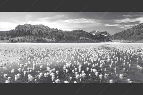 Eisblumen am Barmsee mit Blick zum Wettersteingebirge mit Zugspitzmassiv - Eisrosen 2:1 sw -- Eiskristalle auf Barmsee - mehr Infos bei www.Kriner-Weiermann.de