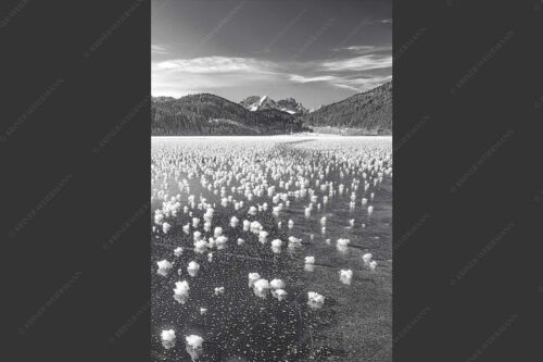 Eisblumen am Barmsee mit Blick zum Wettersteingebirge mit Zugspitzmassiv - Eisrosen 2:3 sw -- Eiskristalle auf Barmsee - mehr Infos bei www.Kriner-Weiermann.de