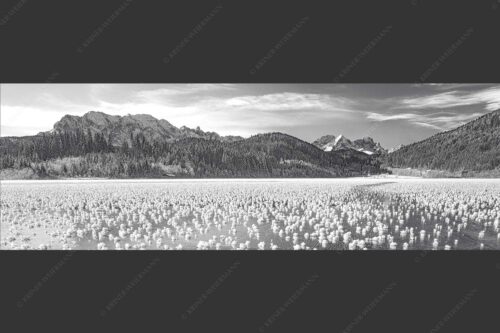 Eisblumen am Barmsee mit Blick zum Wettersteingebirge mit Zugspitzmassiv - Eisrosen 3:1 sw -- Eiskristalle auf Barmsee - mehr Infos bei www.Kriner-Weiermann.de