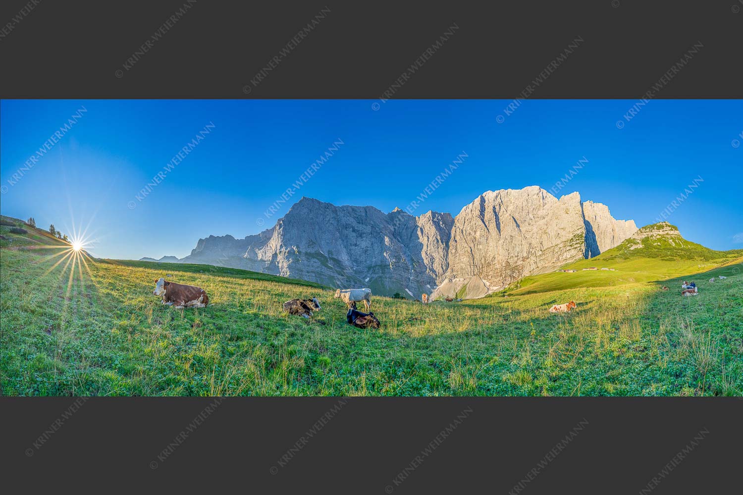 Jungvieh auf der Laliderer Hochlegeralm mit Spritzkar- und Dreizinkenspitze - Entspannter Morgen 2,5:1  -- Laliderer Hochlegeralm - mehr Infos bei www.Kriner-Weiermann.de