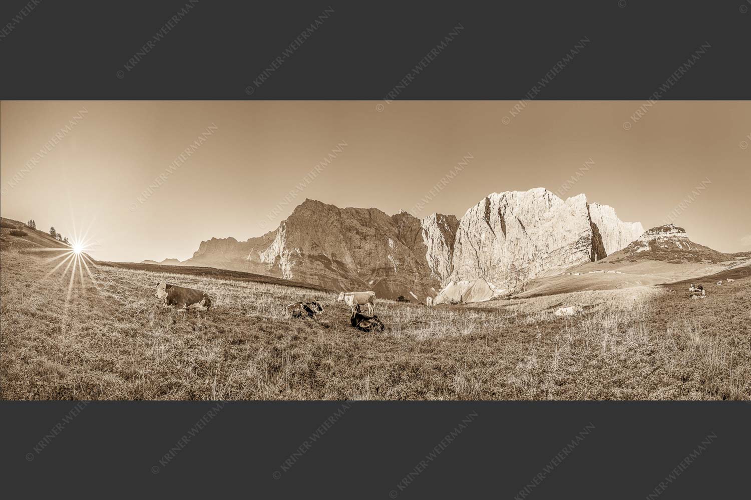 Jungvieh auf der Laliderer Hochlegeralm mit Spritzkar- und Dreizinkenspitze - Entspannter Morgen 2,5:1 sepia -- Laliderer Hochlegeralm - mehr Infos bei www.Kriner-Weiermann.de