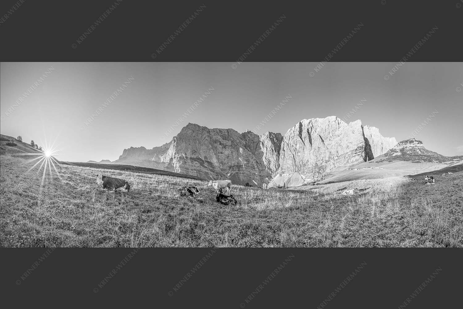 Jungvieh auf der Laliderer Hochlegeralm mit Spritzkar- und Dreizinkenspitze - Entspannter Morgen 2,5:1 sw -- Laliderer Hochlegeralm - mehr Infos bei www.Kriner-Weiermann.de