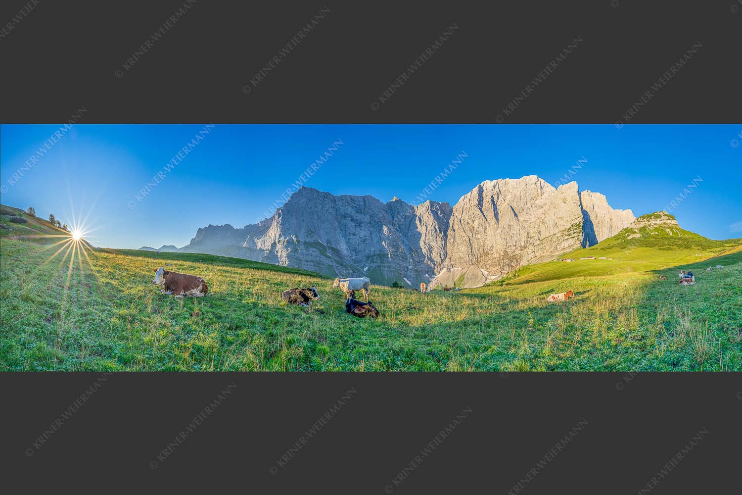 Jungvieh auf der Laliderer Hochlegeralm mit Spritzkar- und Dreizinkenspitze - Entspannter Morgen 3:1  -- Laliderer Hochlegeralm - mehr Infos bei www.Kriner-Weiermann.de