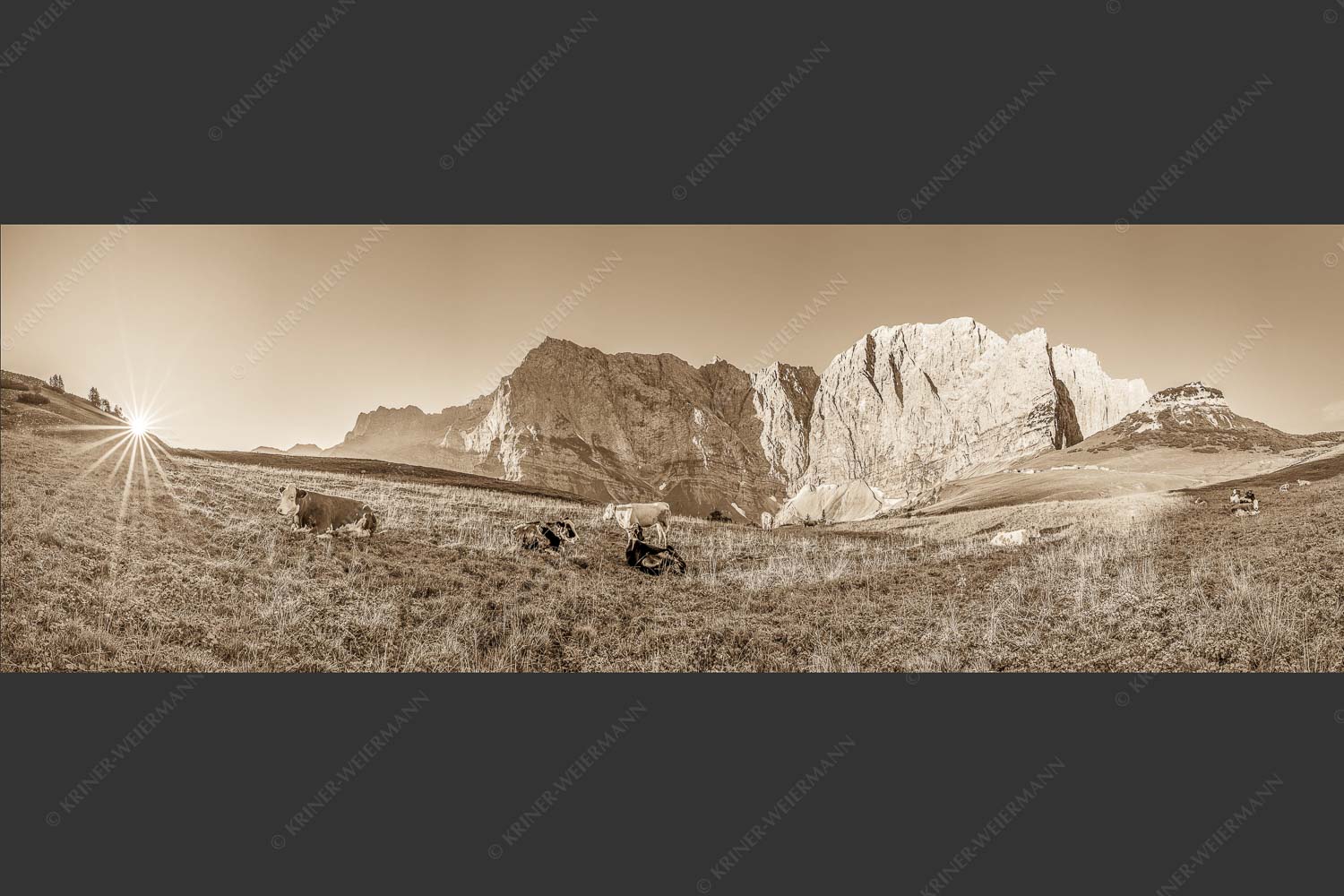Jungvieh auf der Laliderer Hochlegeralm mit Spritzkar- und Dreizinkenspitze - Entspannter Morgen 3:1 sepia -- Laliderer Hochlegeralm - mehr Infos bei www.Kriner-Weiermann.de