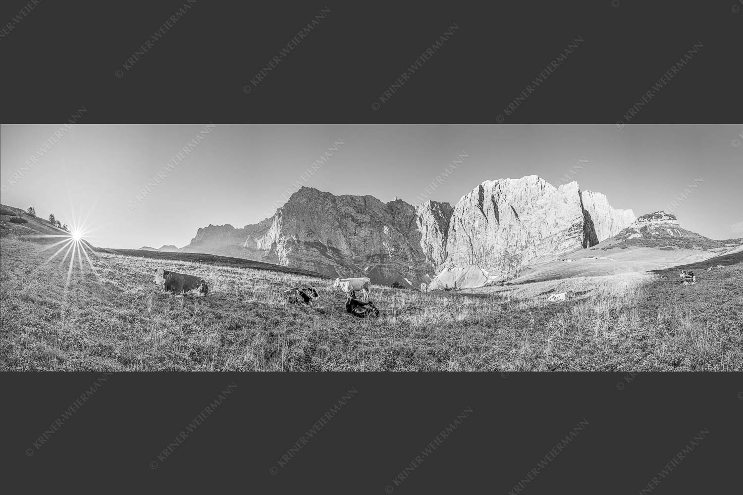 Jungvieh auf der Laliderer Hochlegeralm mit Spritzkar- und Dreizinkenspitze - Entspannter Morgen 3:1 sw -- Laliderer Hochlegeralm - mehr Infos bei www.Kriner-Weiermann.de