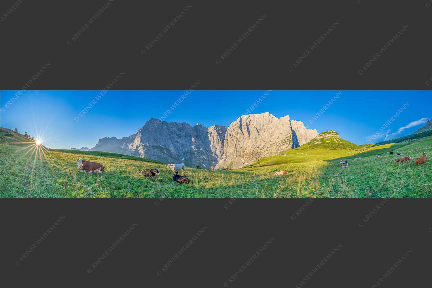 Jungvieh auf der Laliderer Hochlegeralm mit Spritzkar- und Dreizinkenspitze - Entspannter Morgen 4:1  -- Laliderer Hochlegeralm - mehr Infos bei www.Kriner-Weiermann.de