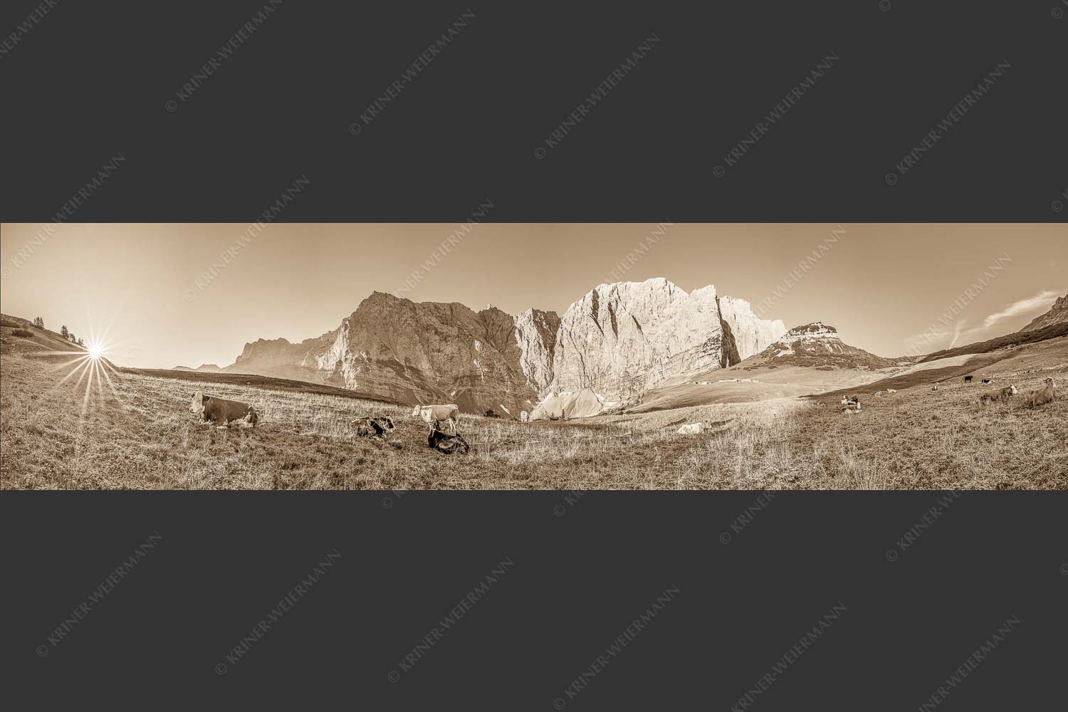 Jungvieh auf der Laliderer Hochlegeralm mit Spritzkar- und Dreizinkenspitze - Entspannter Morgen 4:1 sepia -- Laliderer Hochlegeralm - mehr Infos bei www.Kriner-Weiermann.de