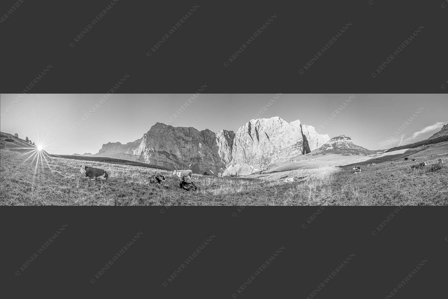 Jungvieh auf der Laliderer Hochlegeralm mit Spritzkar- und Dreizinkenspitze - Entspannter Morgen 4:1 sw -- Laliderer Hochlegeralm - mehr Infos bei www.Kriner-Weiermann.de