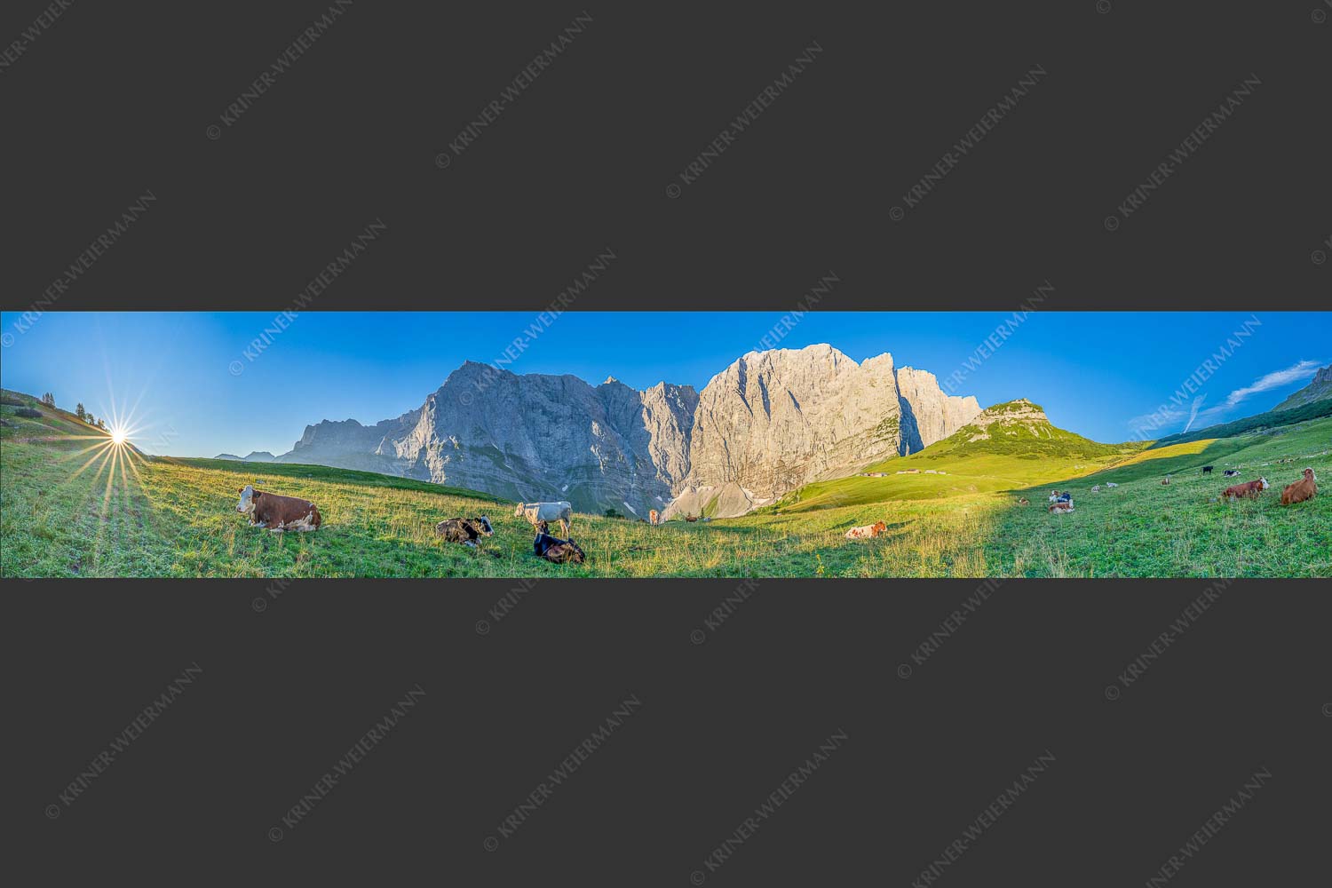 Jungvieh auf der Laliderer Hochlegeralm mit Spritzkar- und Dreizinkenspitze - Entspannter Morgen 5:1  -- Laliderer Hochlegeralm - mehr Infos bei www.Kriner-Weiermann.de