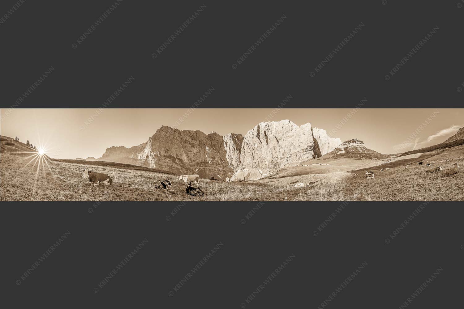 Jungvieh auf der Laliderer Hochlegeralm mit Spritzkar- und Dreizinkenspitze - Entspannter Morgen 5:1 sepia -- Laliderer Hochlegeralm - mehr Infos bei www.Kriner-Weiermann.de