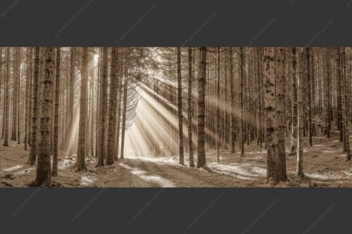 Sonnen-Streiflicher im Wald bei Aidling - Erleuchtung 2,5:1 sepia -- Sonnenstrahlen im Wald - mehr Infos bei www.Kriner-Weiermann.de