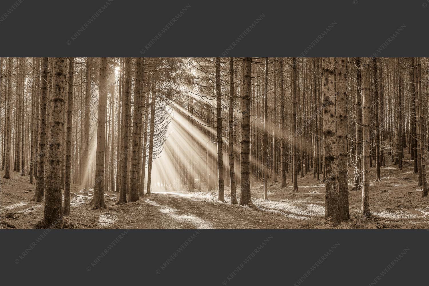 Sonnen-Streiflicher im Wald bei Aidling - Erleuchtung 2,5:1 sepia -- Sonnenstrahlen im Wald - mehr Infos bei www.Kriner-Weiermann.de