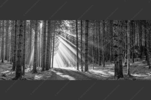 Sonnen-Streiflicher im Wald bei Aidling - Erleuchtung 2,5:1 sw -- Sonnenstrahlen im Wald - mehr Infos bei www.Kriner-Weiermann.de