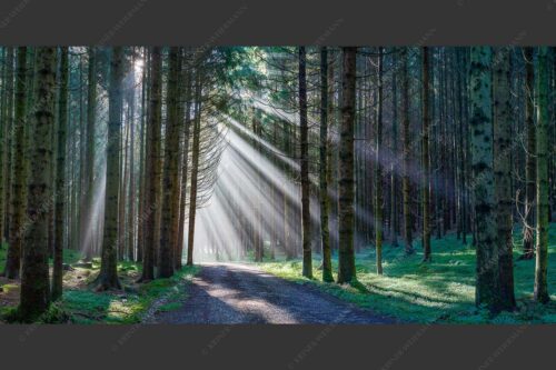 Sonnen-Streiflicher im Wald bei Aidling - Erleuchtung 2:1  -- Sonnenstrahlen im Wald - mehr Infos bei www.Kriner-Weiermann.de