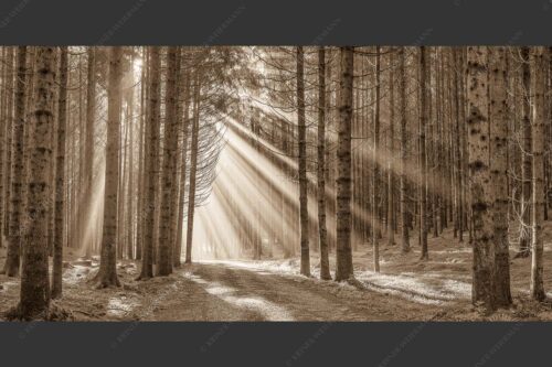 Sonnen-Streiflicher im Wald bei Aidling - Erleuchtung 2:1 sepia -- Sonnenstrahlen im Wald - mehr Infos bei www.Kriner-Weiermann.de