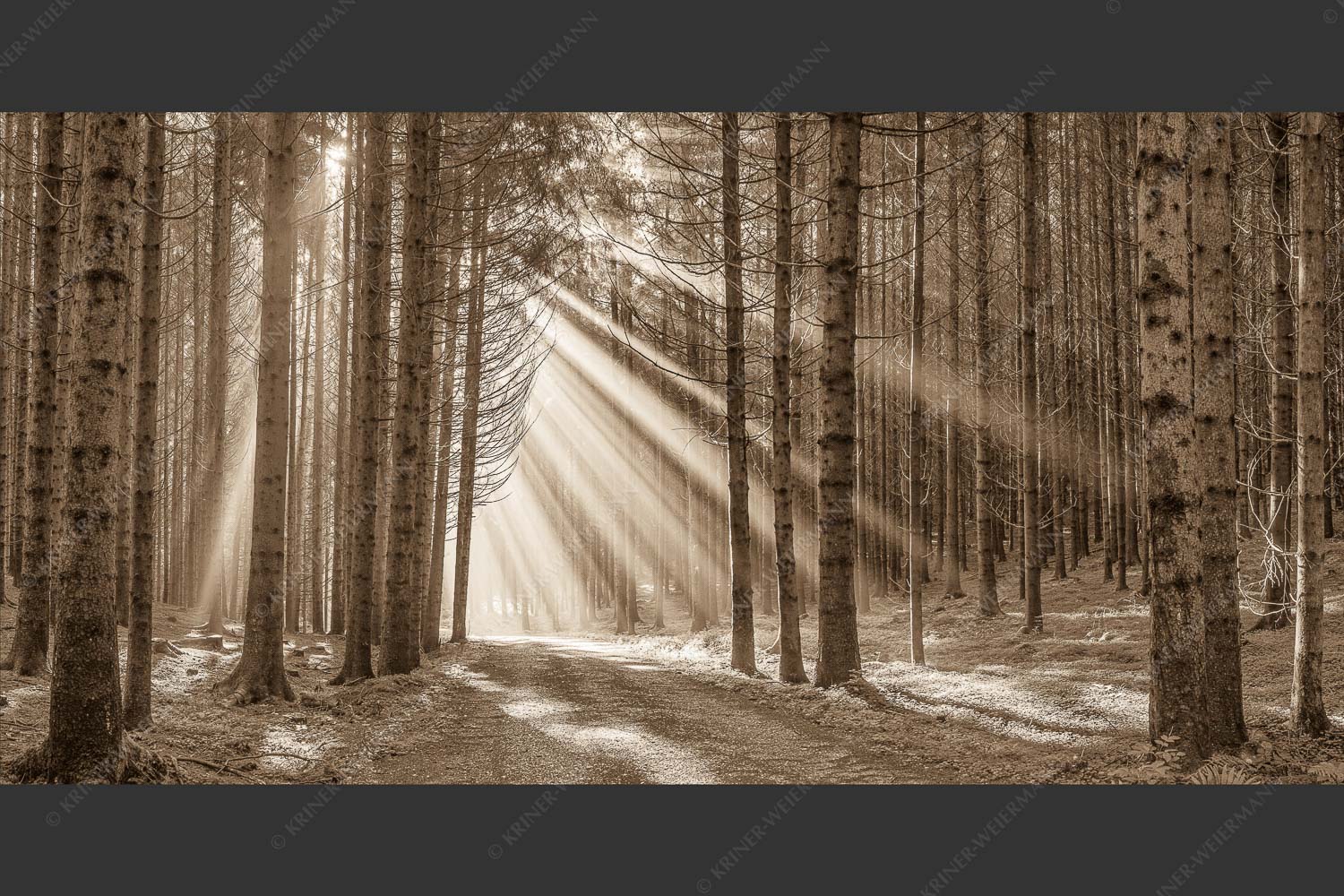 Sonnen-Streiflicher im Wald bei Aidling - Erleuchtung 2:1 sepia -- Sonnenstrahlen im Wald - mehr Infos bei www.Kriner-Weiermann.de