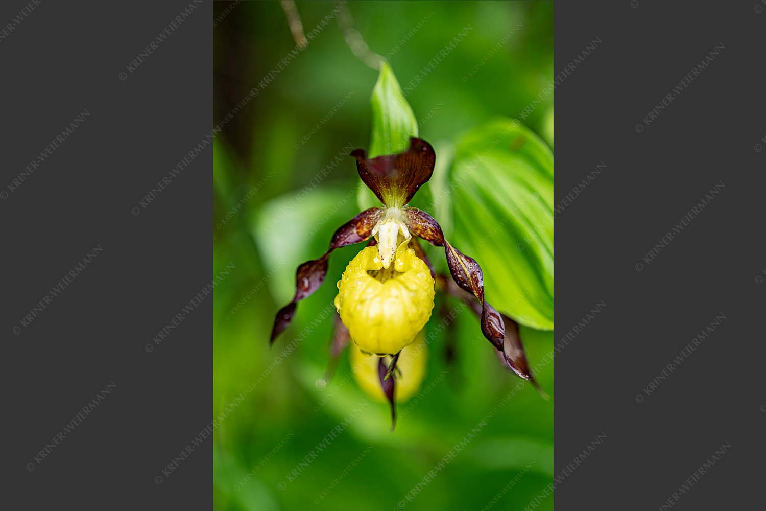 Cypripedium calceolus im oberen Isartal - Frauenschuh I 2:3  -- Orchidee im Karwendel - mehr Infos bei www.Kriner-Weiermann.de