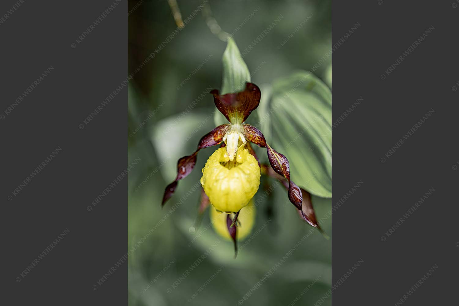 Cypripedium calceolus im oberen Isartal - Frauenschuh Ia 2:3  -- Orchidee im Karwendel - mehr Infos bei www.Kriner-Weiermann.de