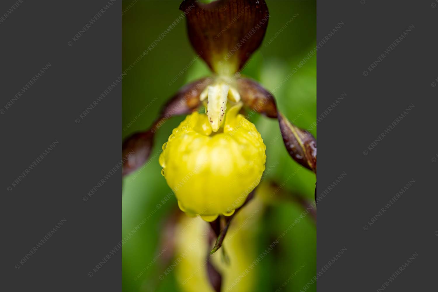 Cypripedium calceolus im oberen Isartal - Frauenschuh II 2:3  -- Orchidee im Karwendel - mehr Infos bei www.Kriner-Weiermann.de