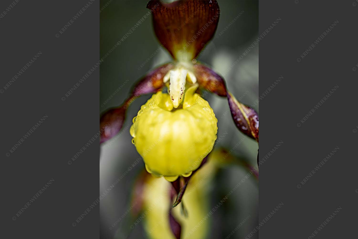Cypripedium calceolus im oberen Isartal - Frauenschuh IIa 2:3  -- Orchidee im Karwendel - mehr Infos bei www.Kriner-Weiermann.de