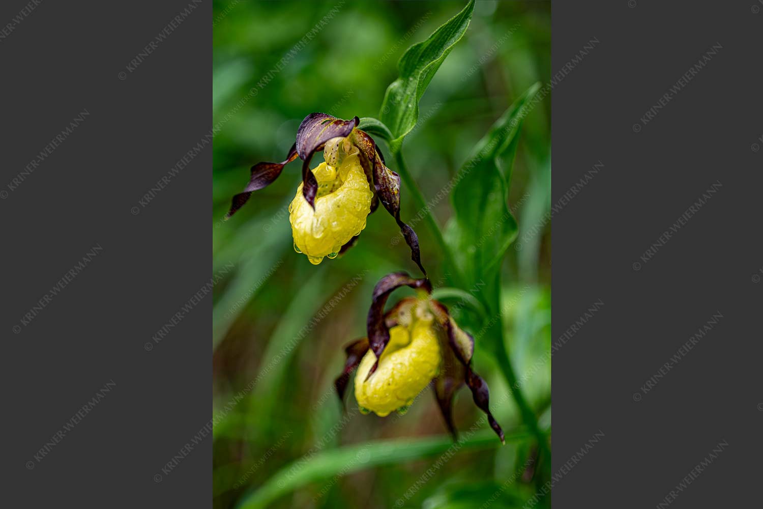 Cypripedium calceolus im oberen Isartal - Frauenschuh III 2:3  -- Orchidee im Karwendel - mehr Infos bei www.Kriner-Weiermann.de