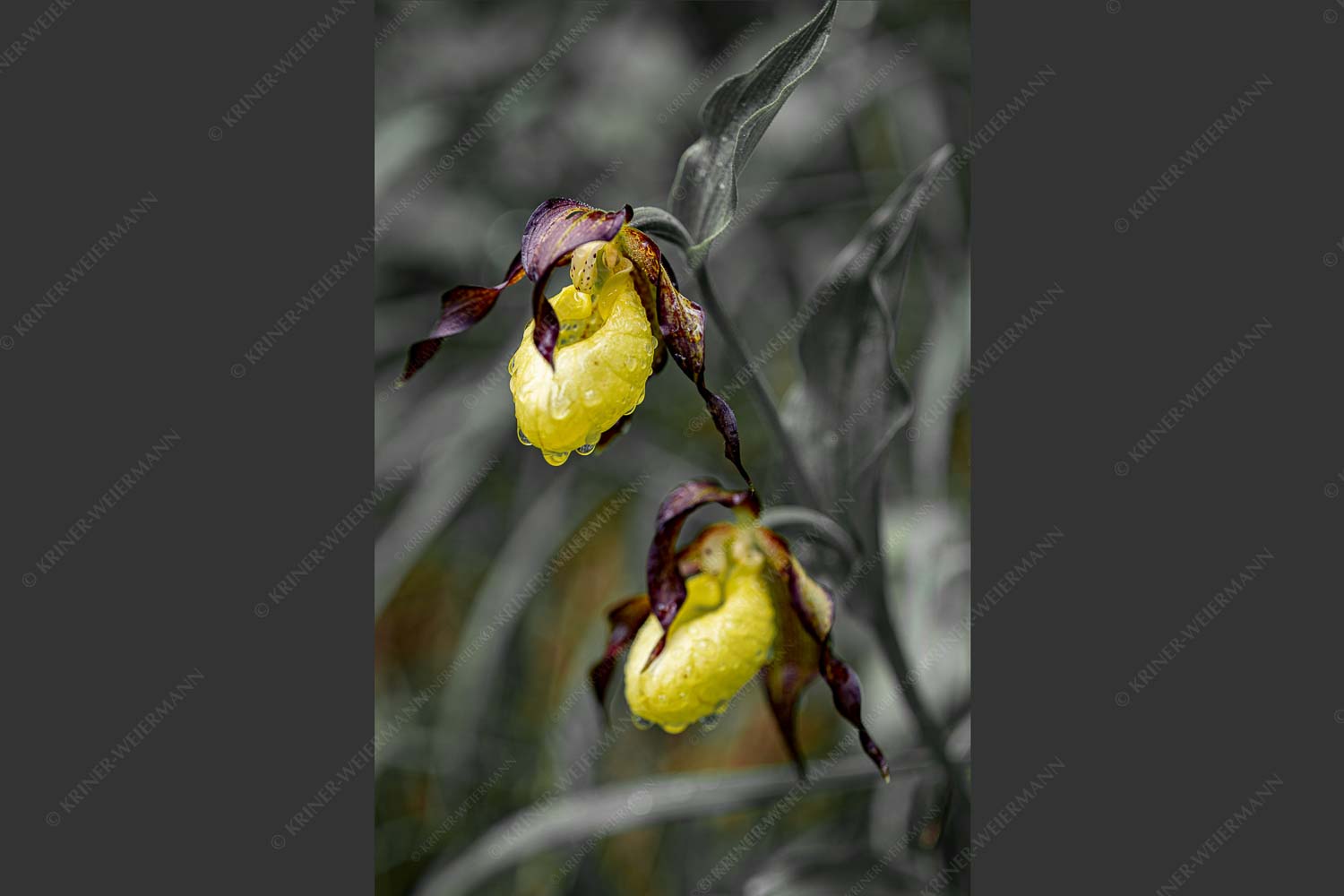 Cypripedium calceolus im oberen Isartal - Frauenschuh IIIa 2:3  -- Orchidee im Karwendel - mehr Infos bei www.Kriner-Weiermann.de