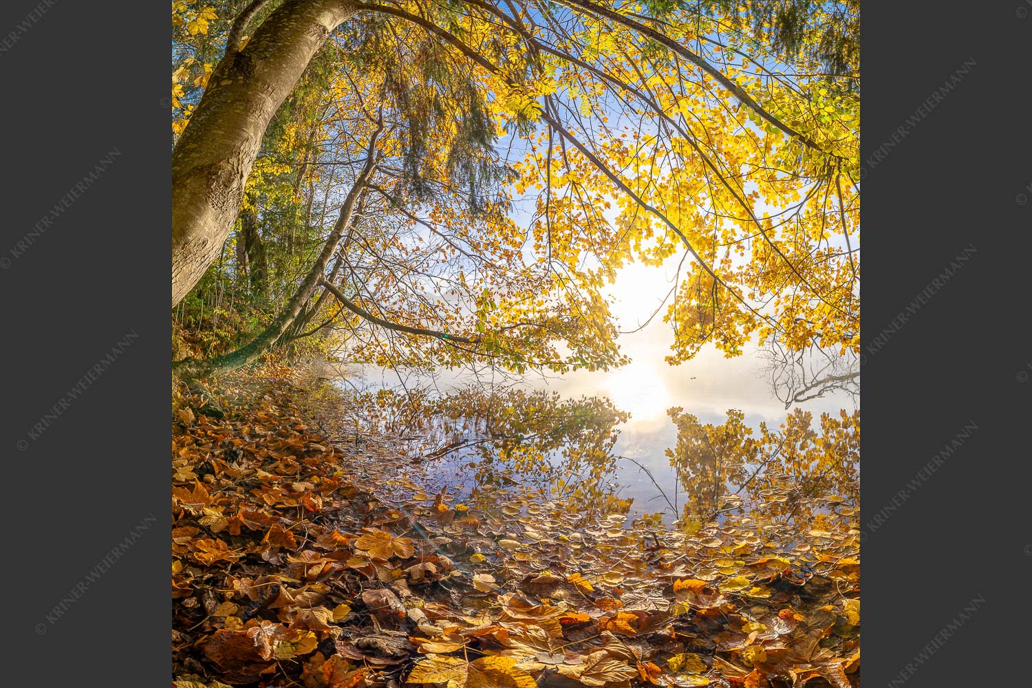Buntes Laub verzaubert den Morgen am Barmsee wärend sich das Karwendel noch in Nebel hüllt - Herbst im Dschungel 1:1 -- Herbststimmung am Barmsee - mehr Infos bei www.Kriner-Weiermann.de