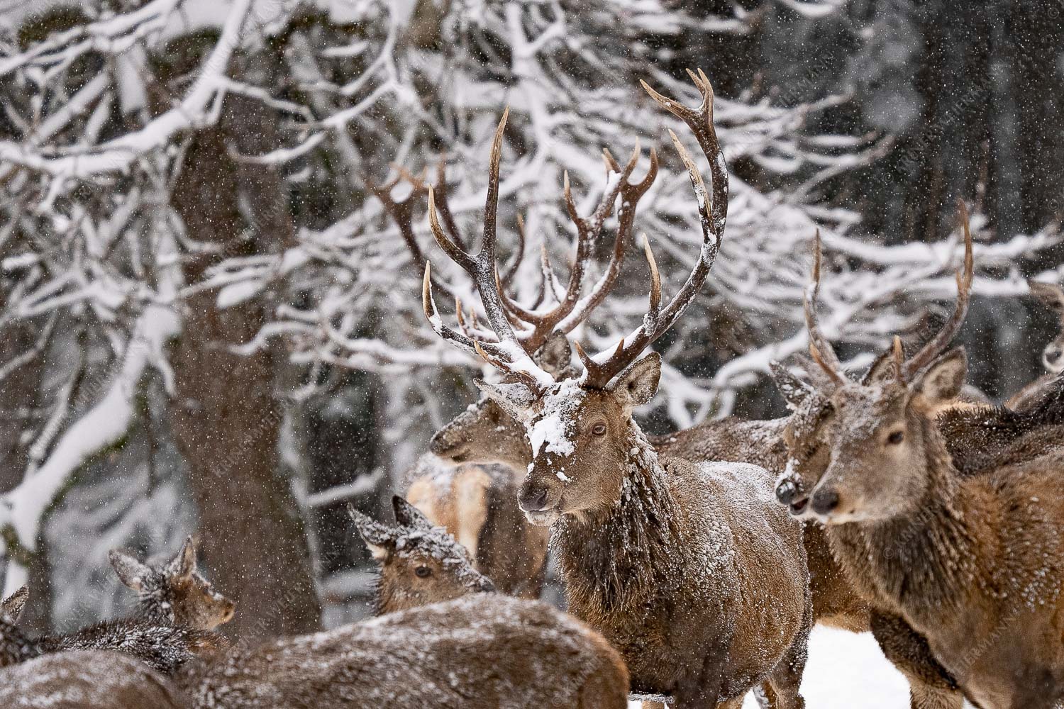 Hirsch an der Wildfütterung - Hirsch im Winter I 3:2  -- Rotwild bei Garmisch-Partenkirchen - mehr Infos bei www.Kriner-Weiermann.de