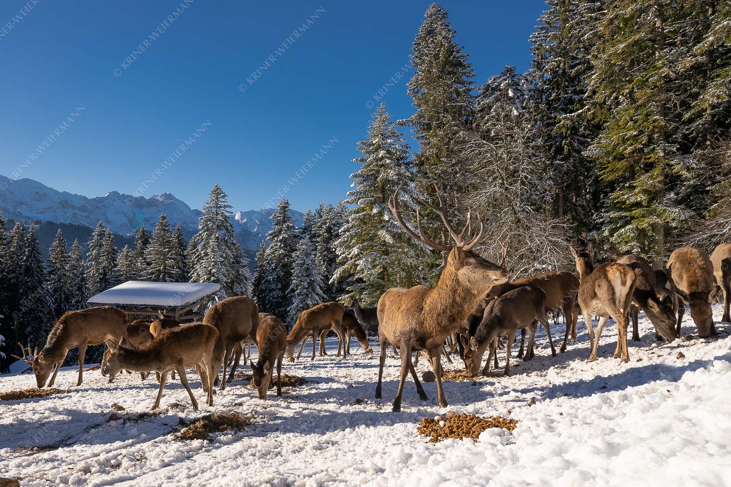 Hirsch an der Wildfütterung - Hirsch im Winter II 3:2  -- Rotwild bei Garmisch-Partenkirchen - mehr Infos bei www.Kriner-Weiermann.de